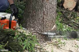 Trusted Kenova, WV Tree Care Experts