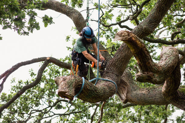 How Our Tree Care Process Works  in  Kenova, WV